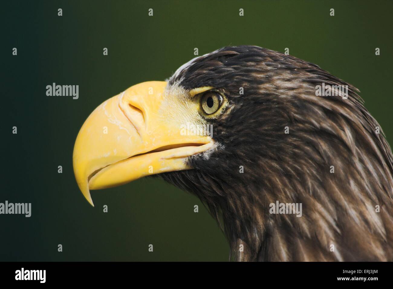 Sea eagle 1 hi-res stock photography and images - Alamy