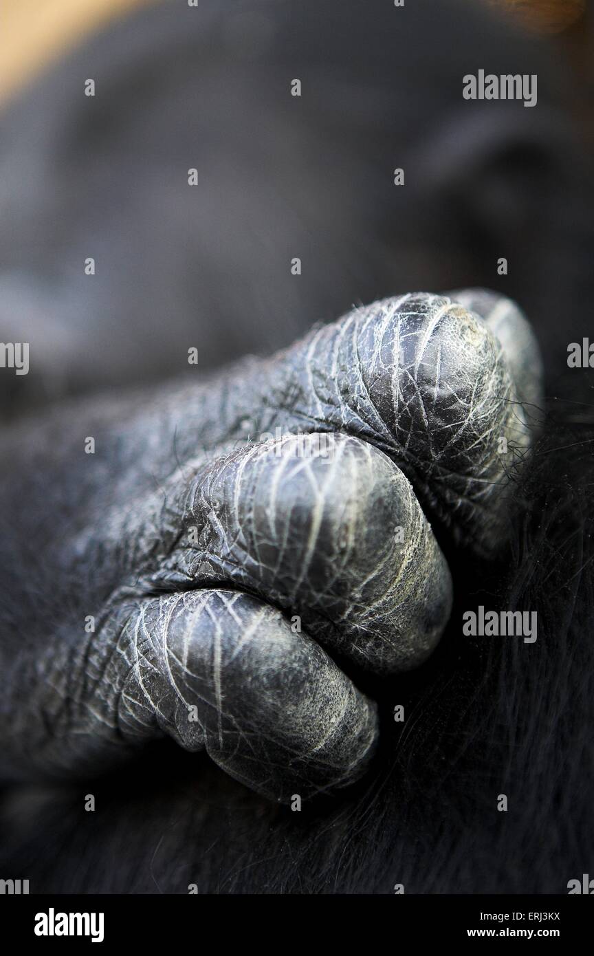 chimpanzee hand structure