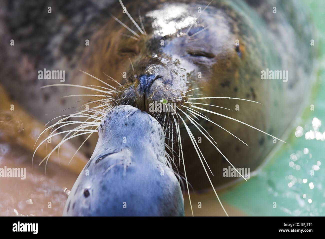 Seals kissing hires stock photography and images Alamy