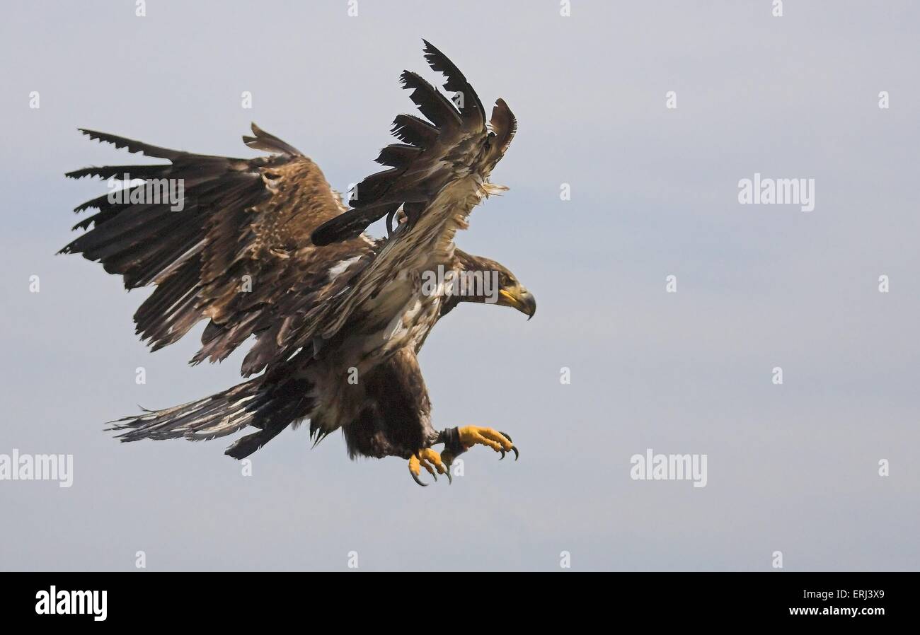 Golden eagle flying hires stock photography and images Alamy