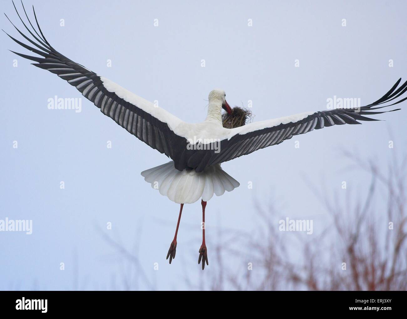 Stork rear view hi-res stock photography and images - Alamy