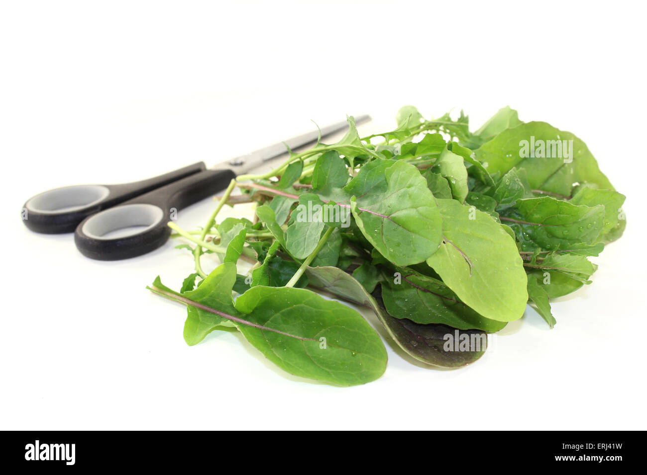 green bunch of Arugula on a light background Stock Photo
