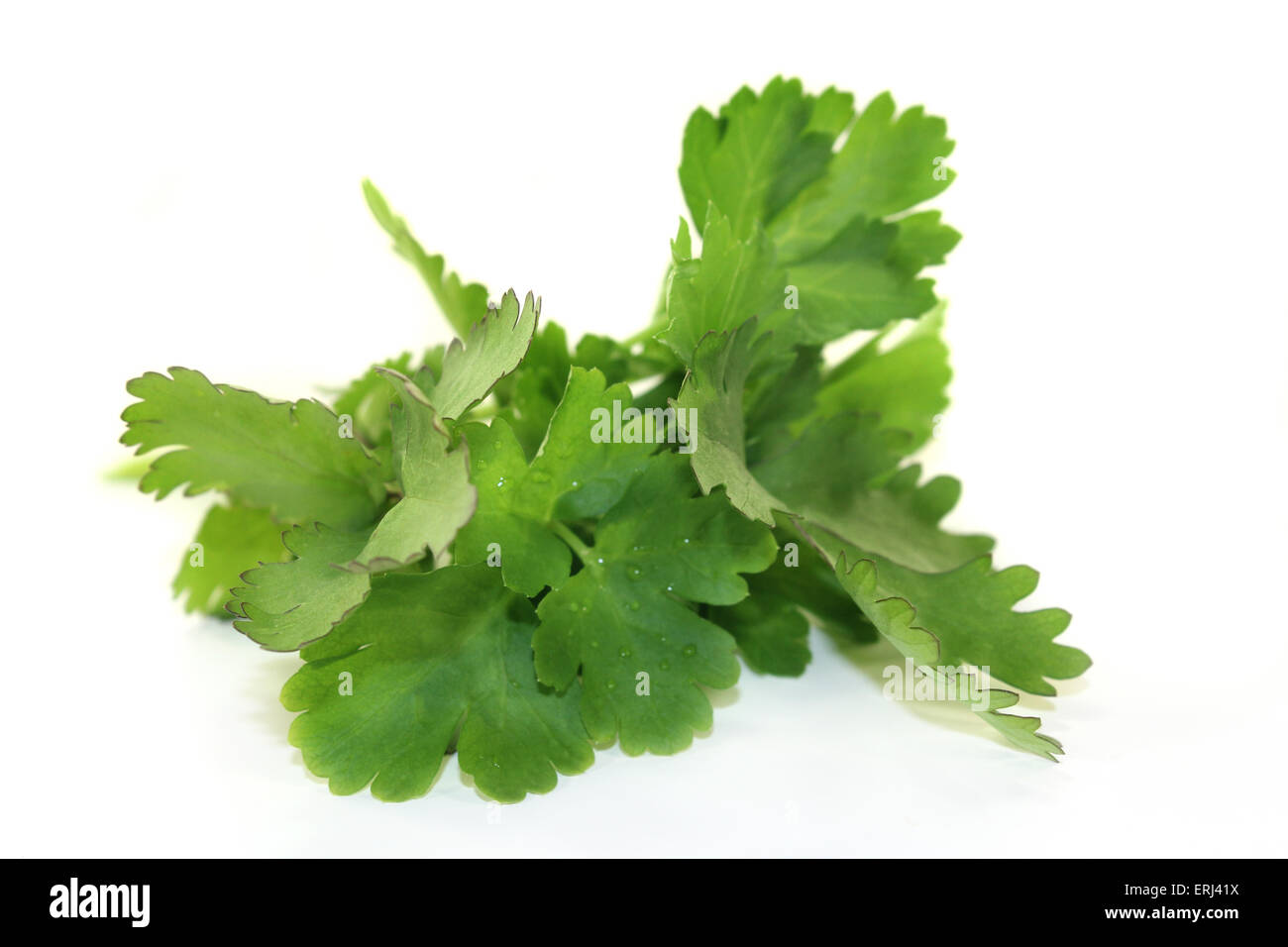 green bunch of Arugula on a light background Stock Photo