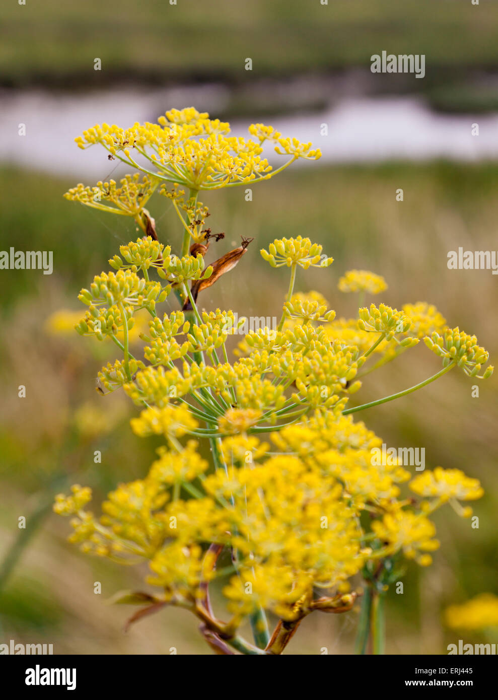 Wild flower growing near the marshes in Leigh-On Sea Essex England United Kingdom Europe Stock Photo