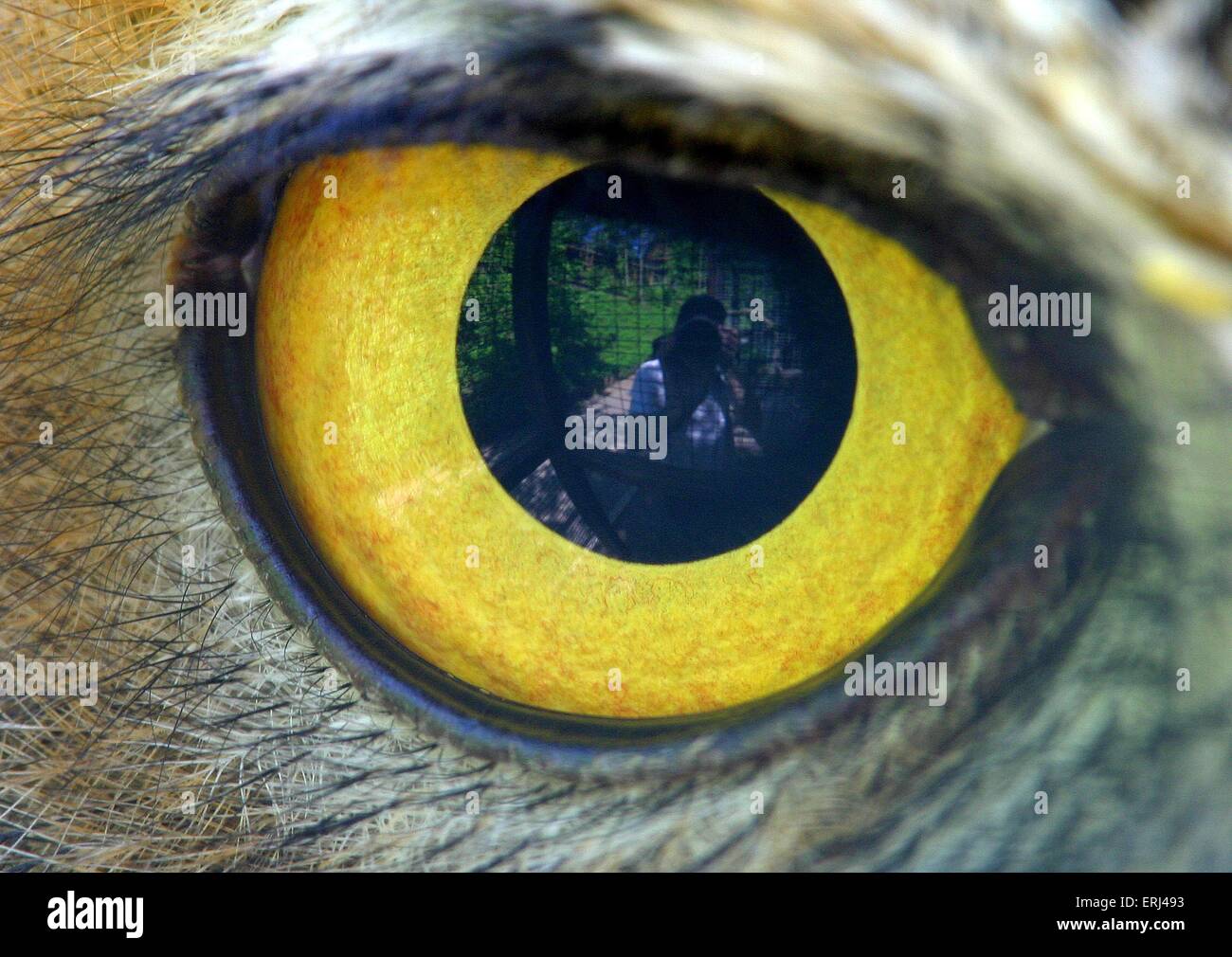 Eagle eye close up hi-res stock photography and images - Alamy