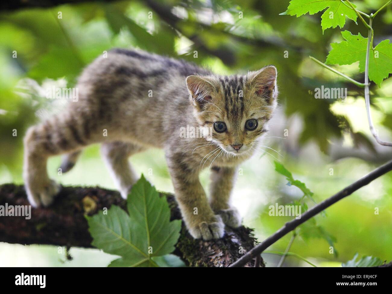 Wildcat felis silvestris climbing tree hires stock photography and images Alamy