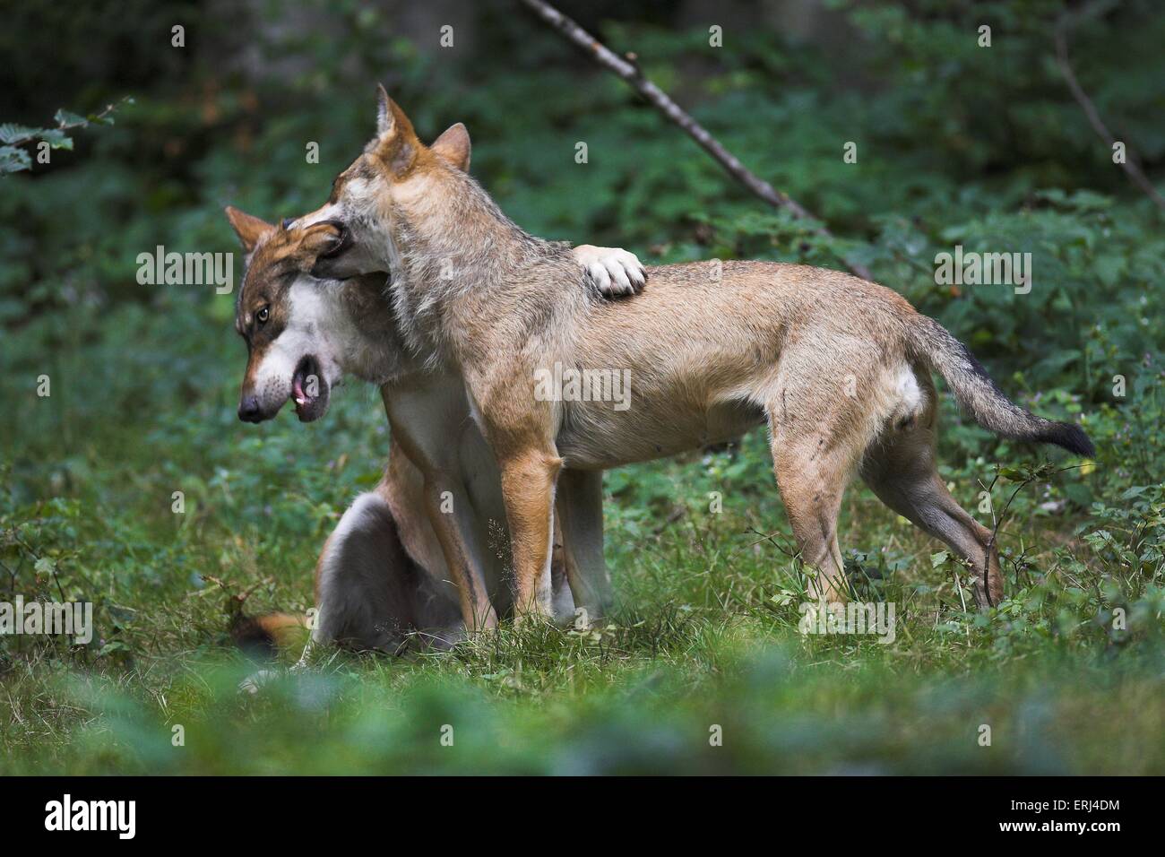 wolves Stock Photo