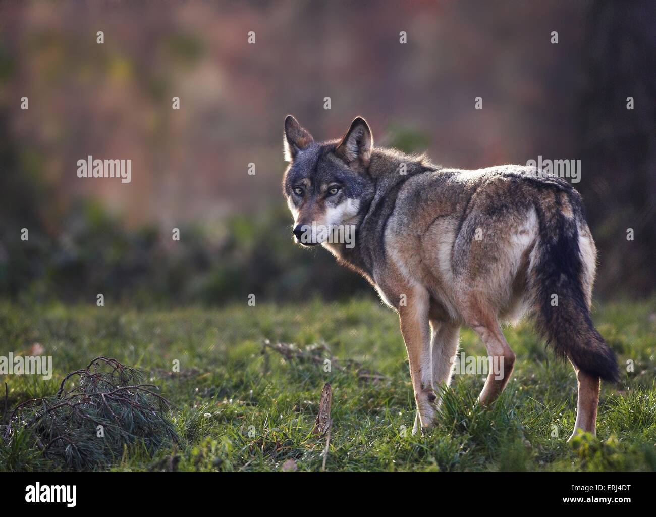 wolf Stock Photo
