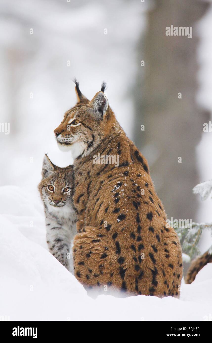 Eurasian lynx with prey in the snow hi Biology Diagrams