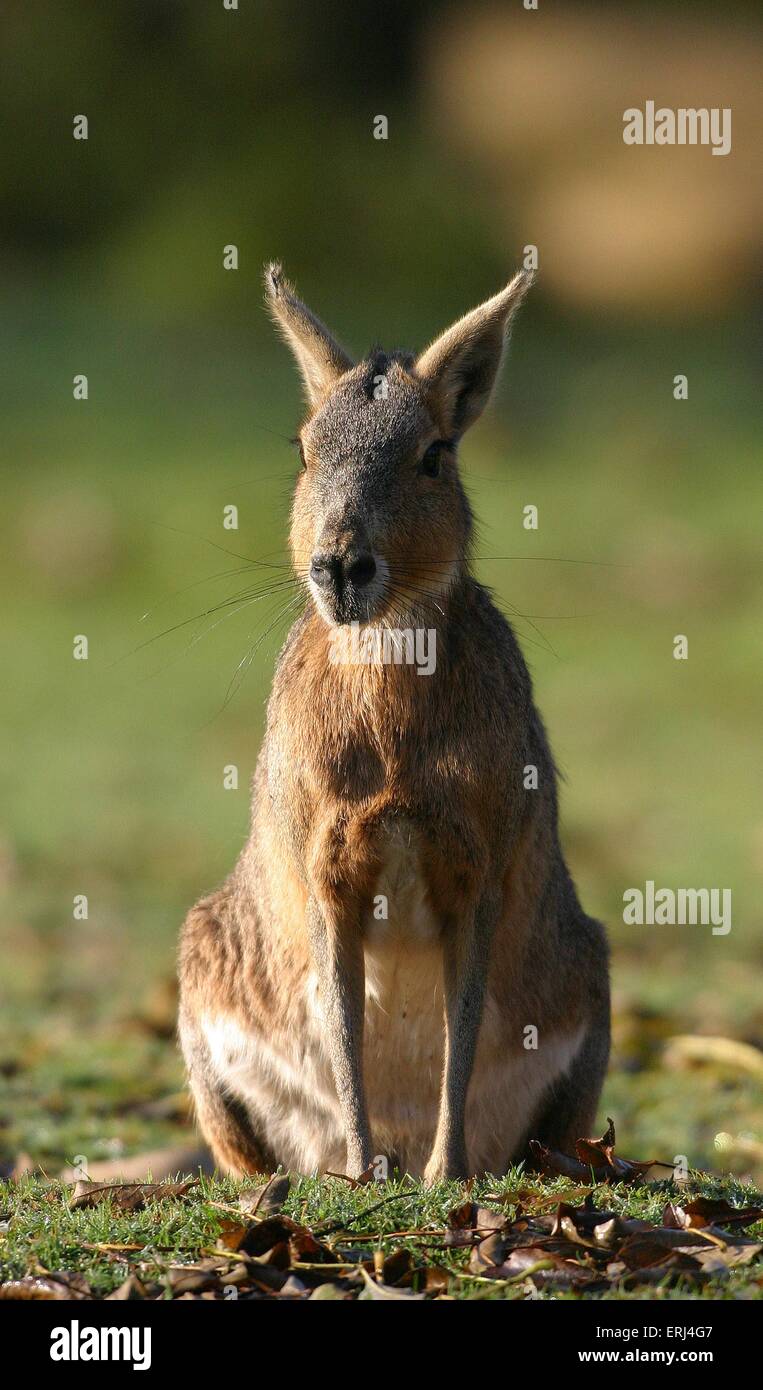 Patagonian cavy Stock Photo
