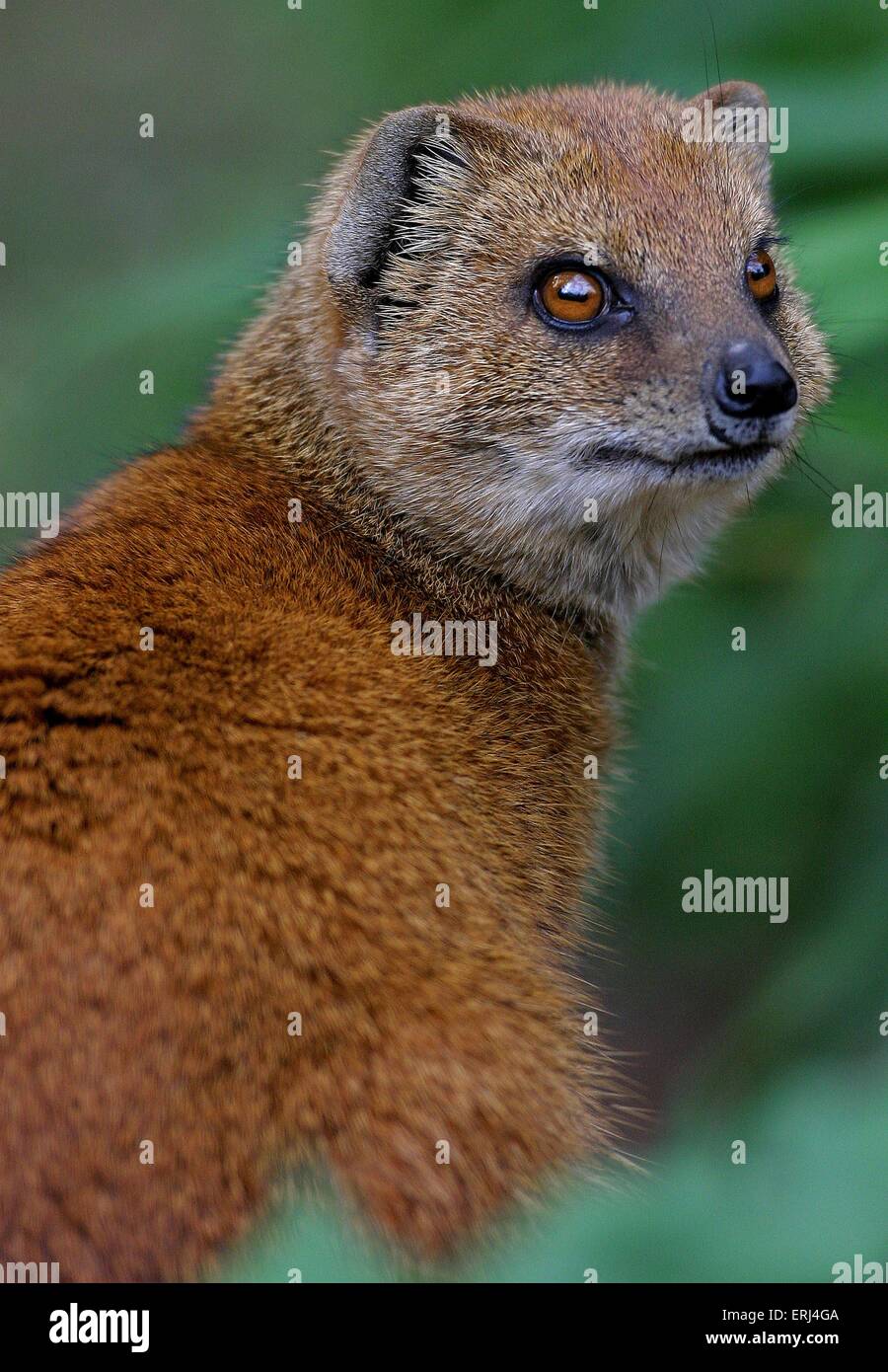mongoose Stock Photo