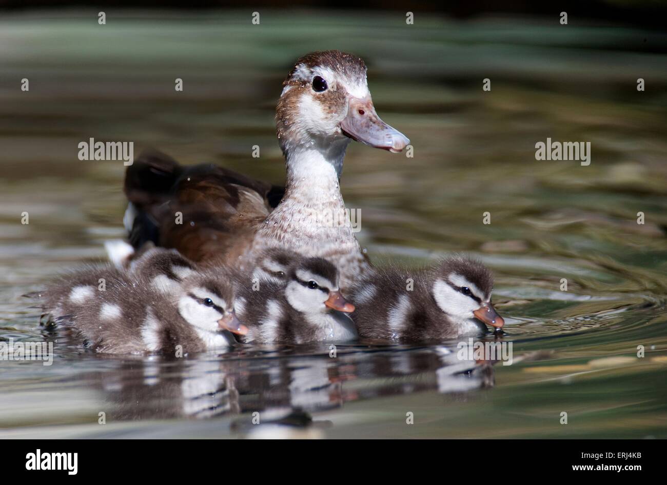 blue-winged teals Stock Photo