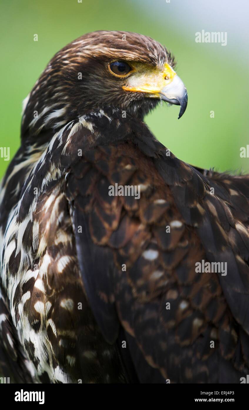 Harris's hawk Stock Photo