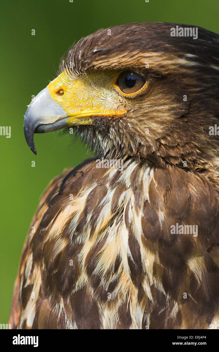 Harriss hawk portrait hi-res stock photography and images - Alamy