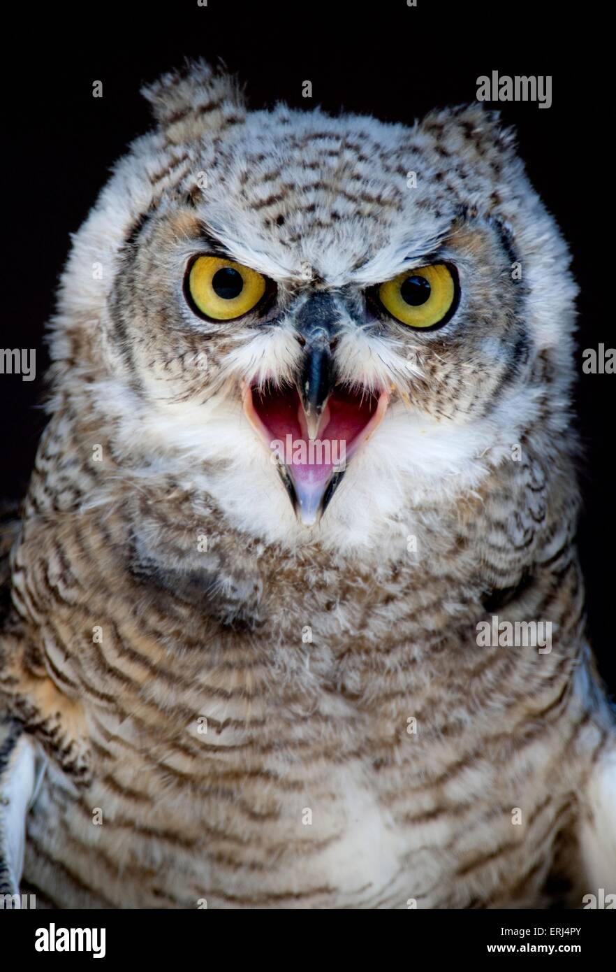 Canada eagle owl hi-res stock photography and images - Alamy