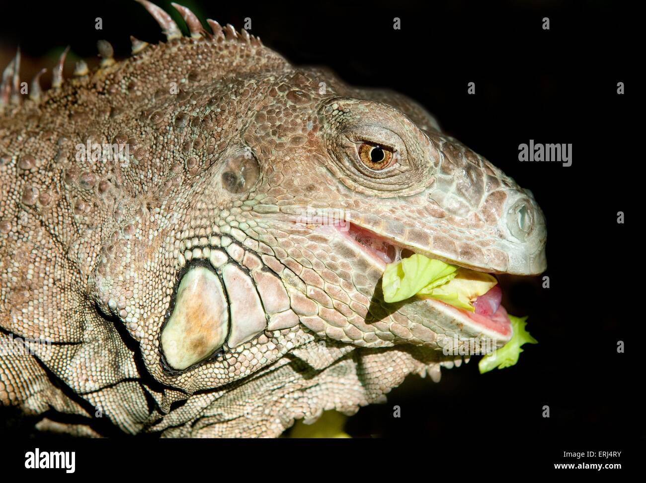 Eat iguanas hires stock photography and images Alamy