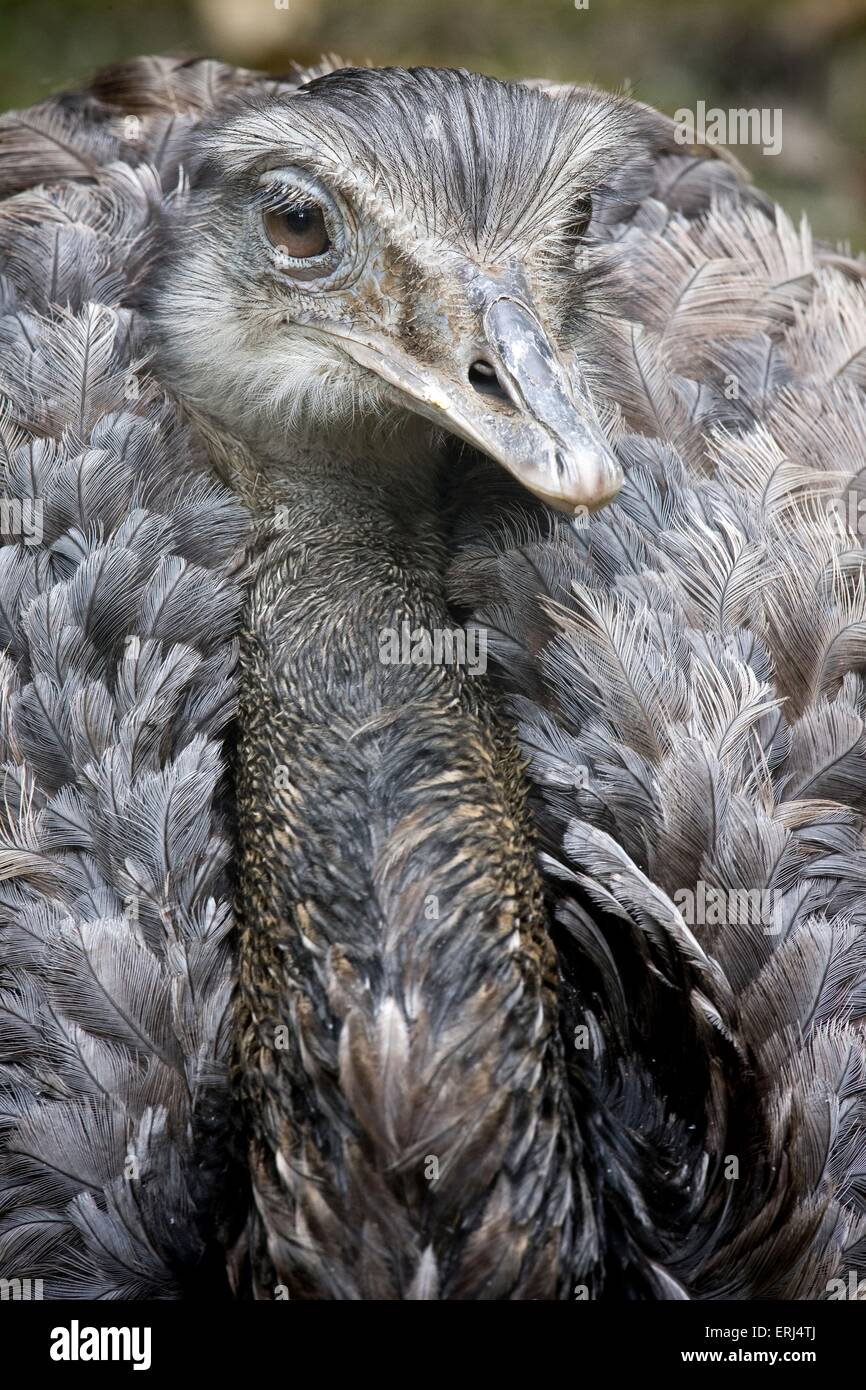 american rhea Stock Photo