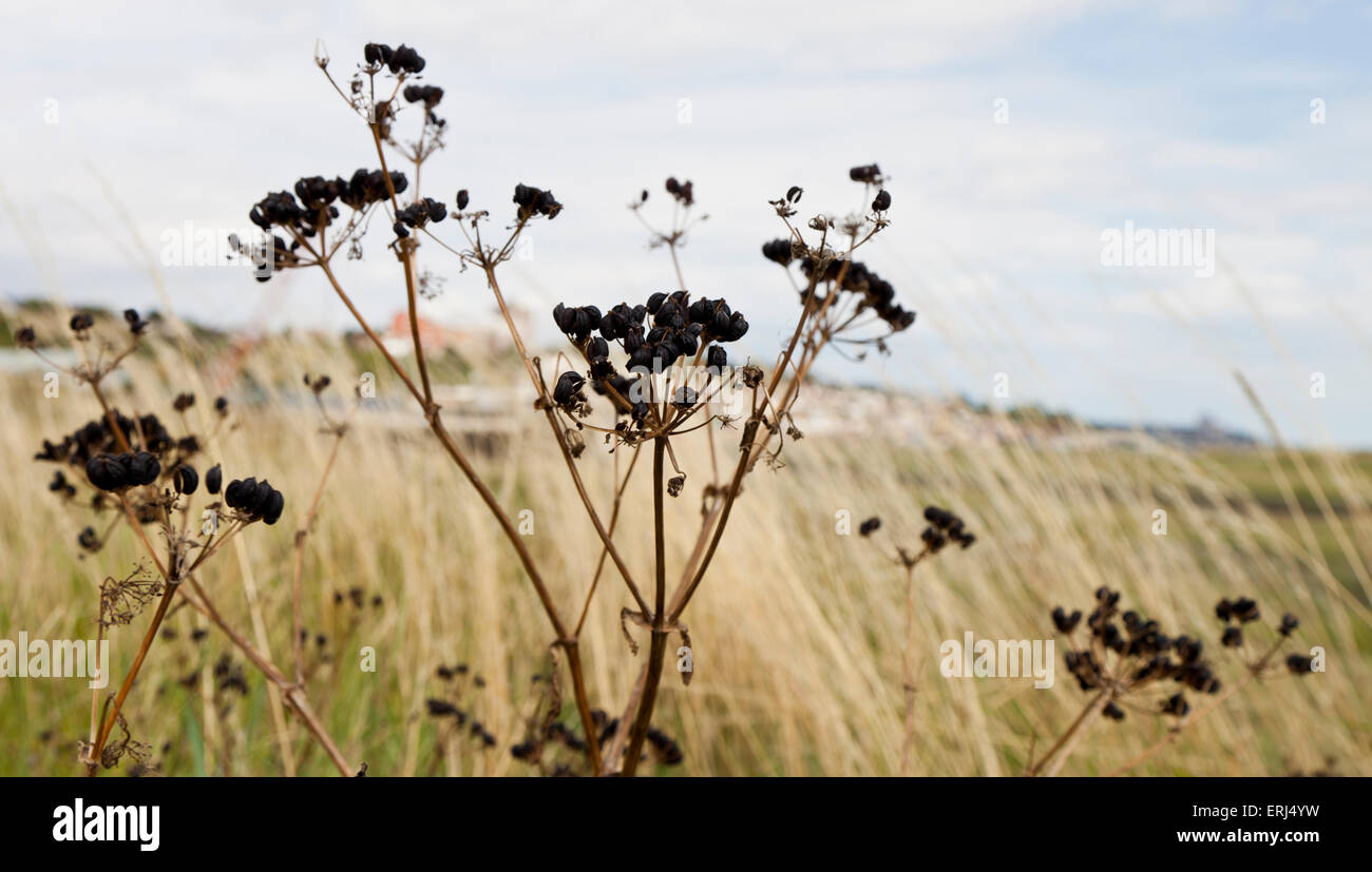 Essex marshes leigh on sea hires stock photography and images Alamy