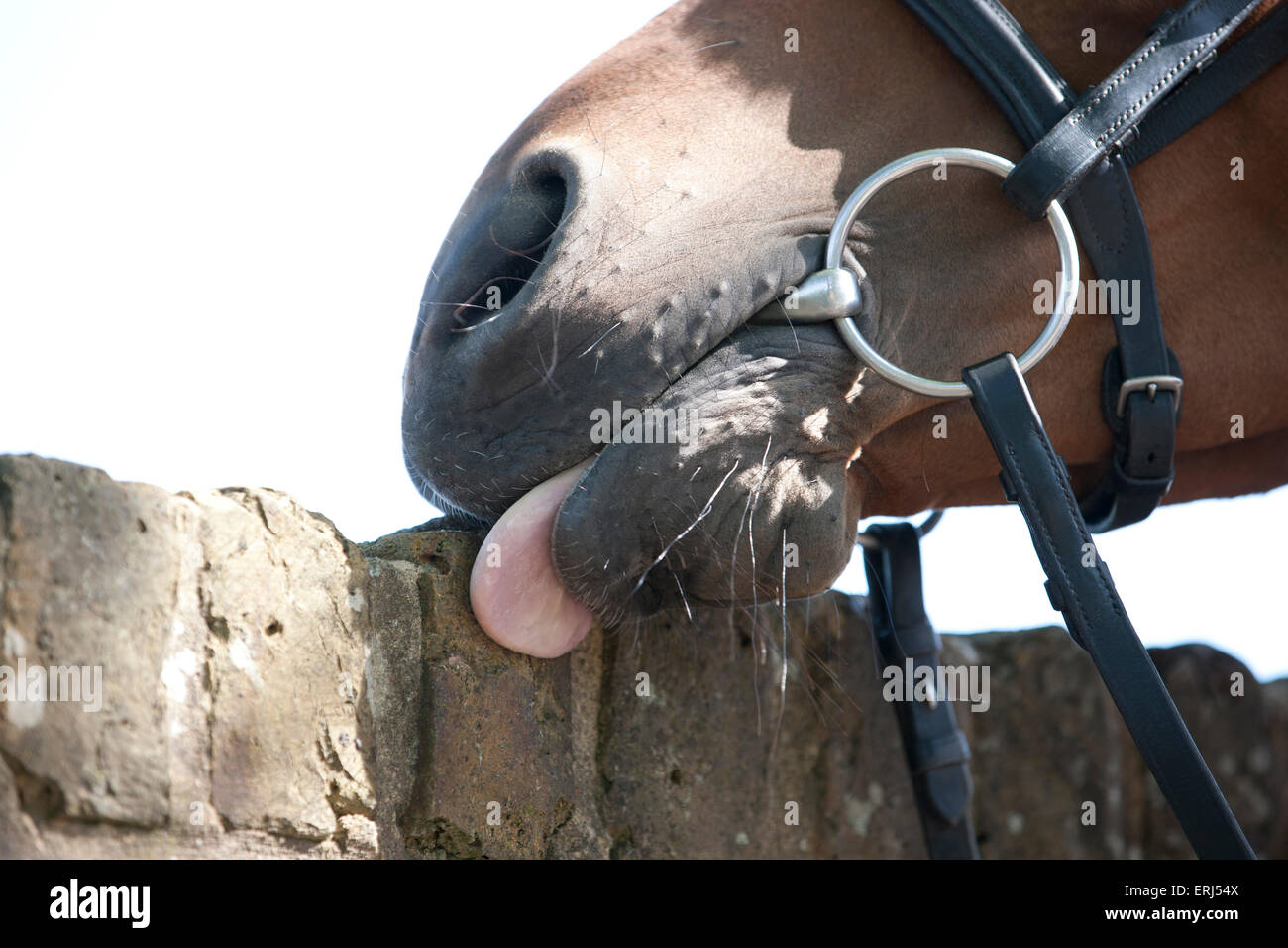 A horse licking a brick wall Stock Photo Alamy