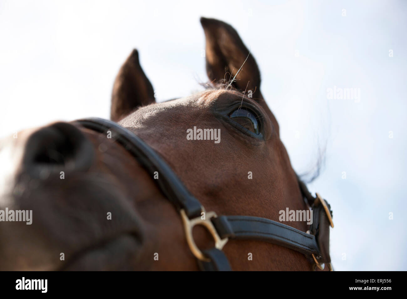 An Arabian horse wearing a halter, view from below Stock Photo Alamy