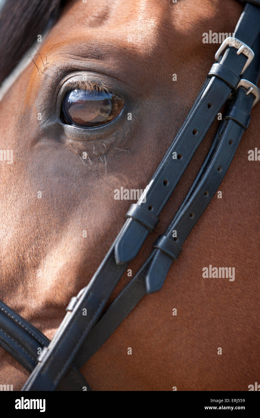 An Arabian horse wearing a bridle, focus on eye Stock Photo