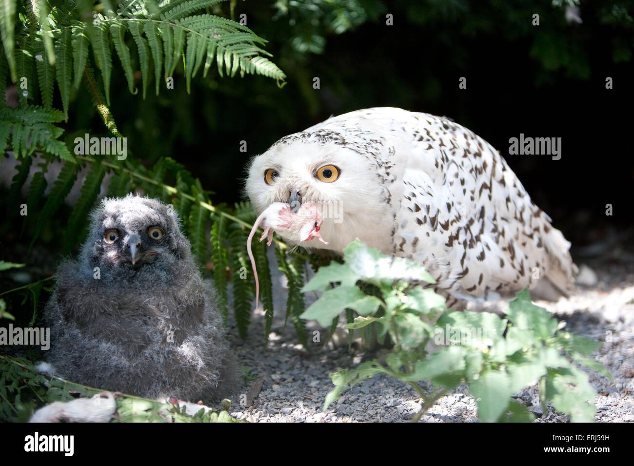 snowy-owl-eating-hi-res-stock-photography-and-images-alamy