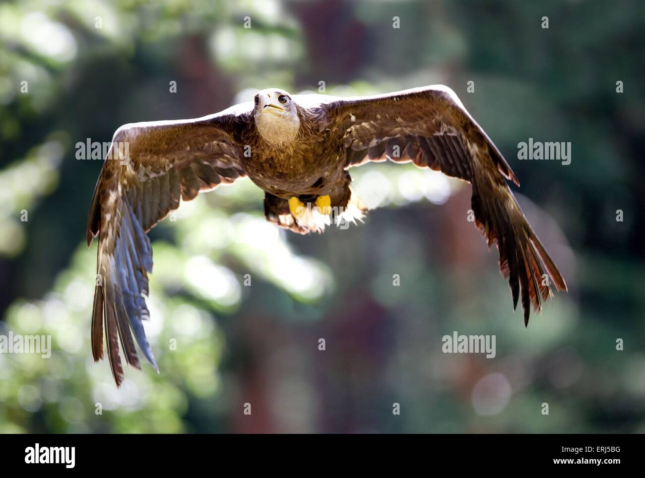 white-tailed sea eagle Stock Photo