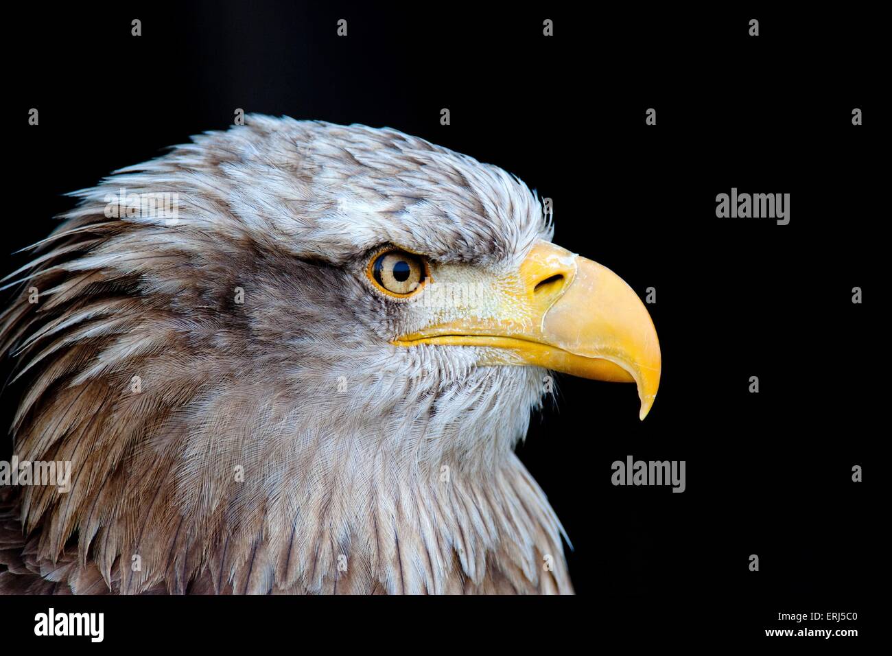 white-tailed sea eagle Stock Photo