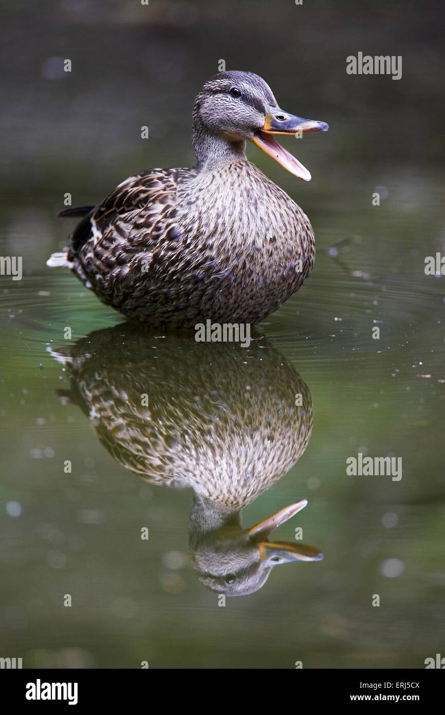 mallard Stock Photo