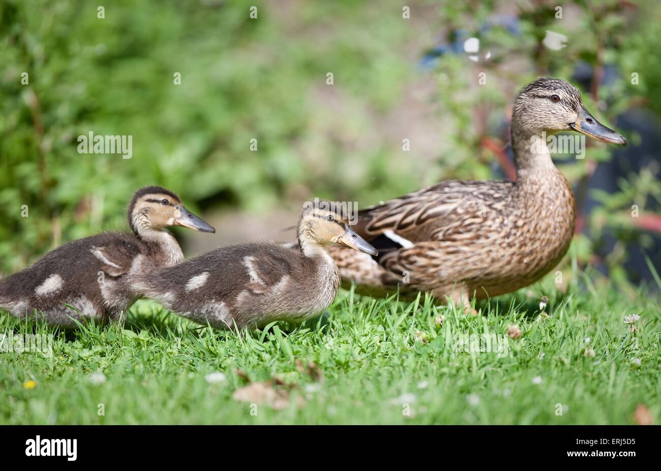 mallards Stock Photo
