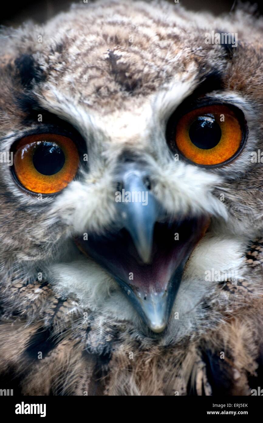 Owl with one eye open hires stock photography and images Alamy