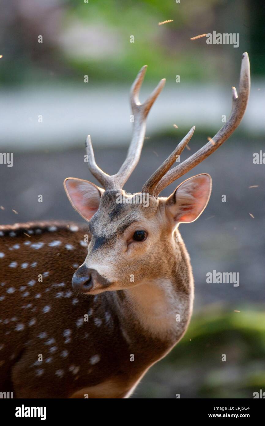 Axis deer hires stock photography and images Alamy