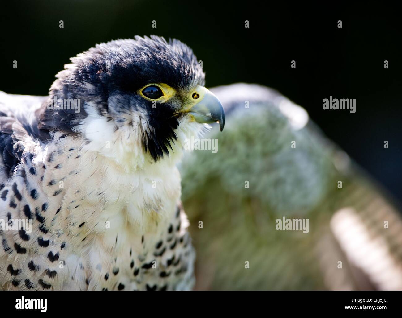 Peregrine hawk hires stock photography and images Alamy