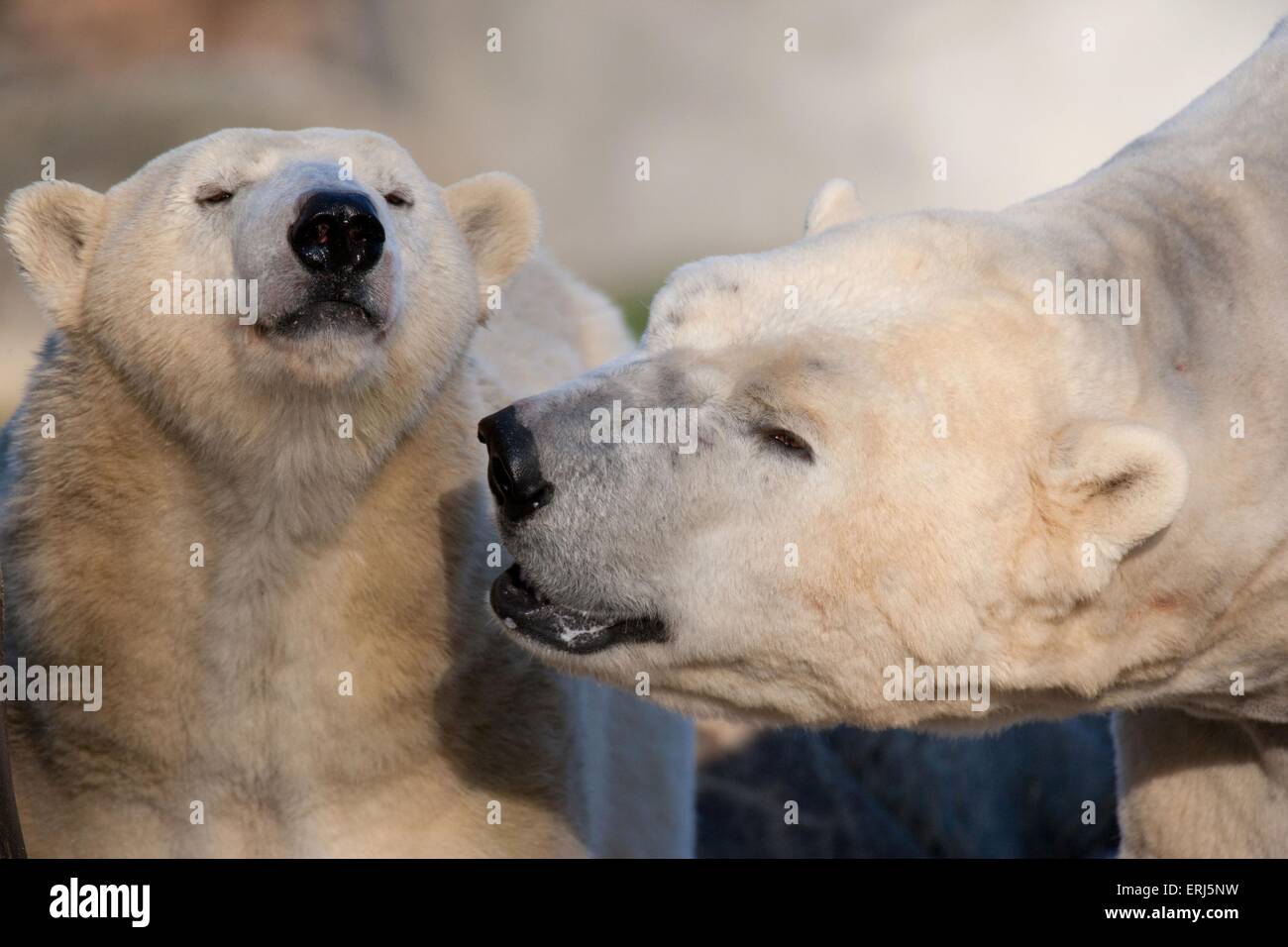 ice bears Stock Photo