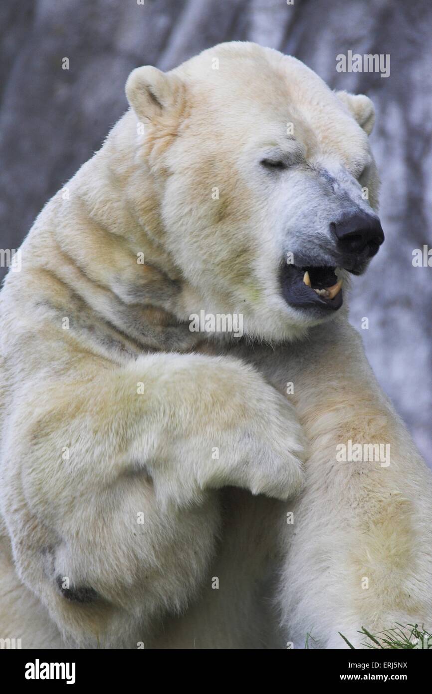 ice bear Stock Photo