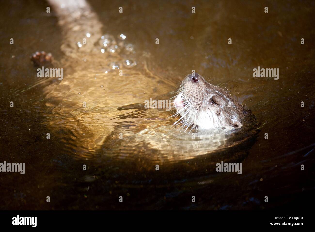 common otter Stock Photo
