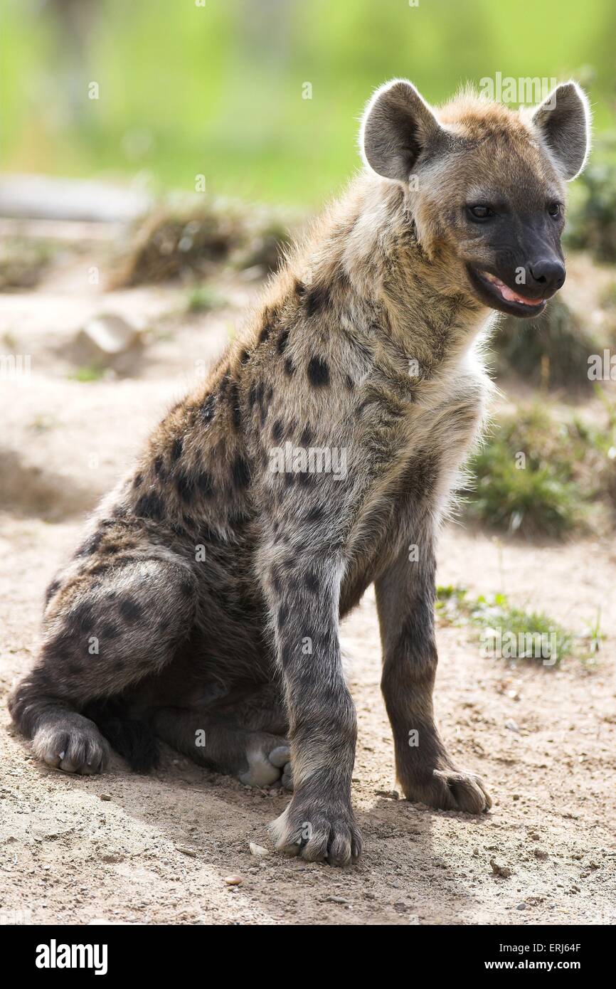 Hyena hi-res stock photography and images - Alamy