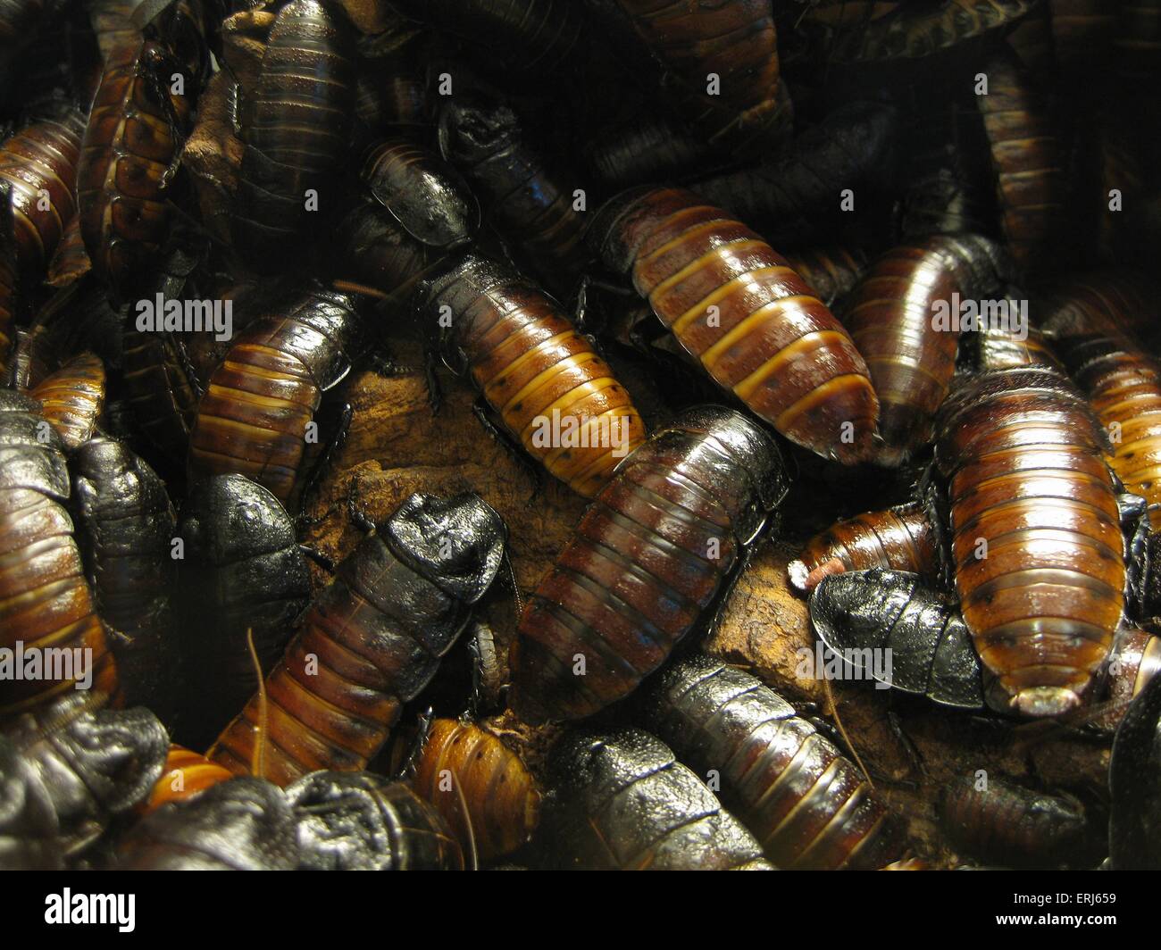 cockroaches Stock Photo