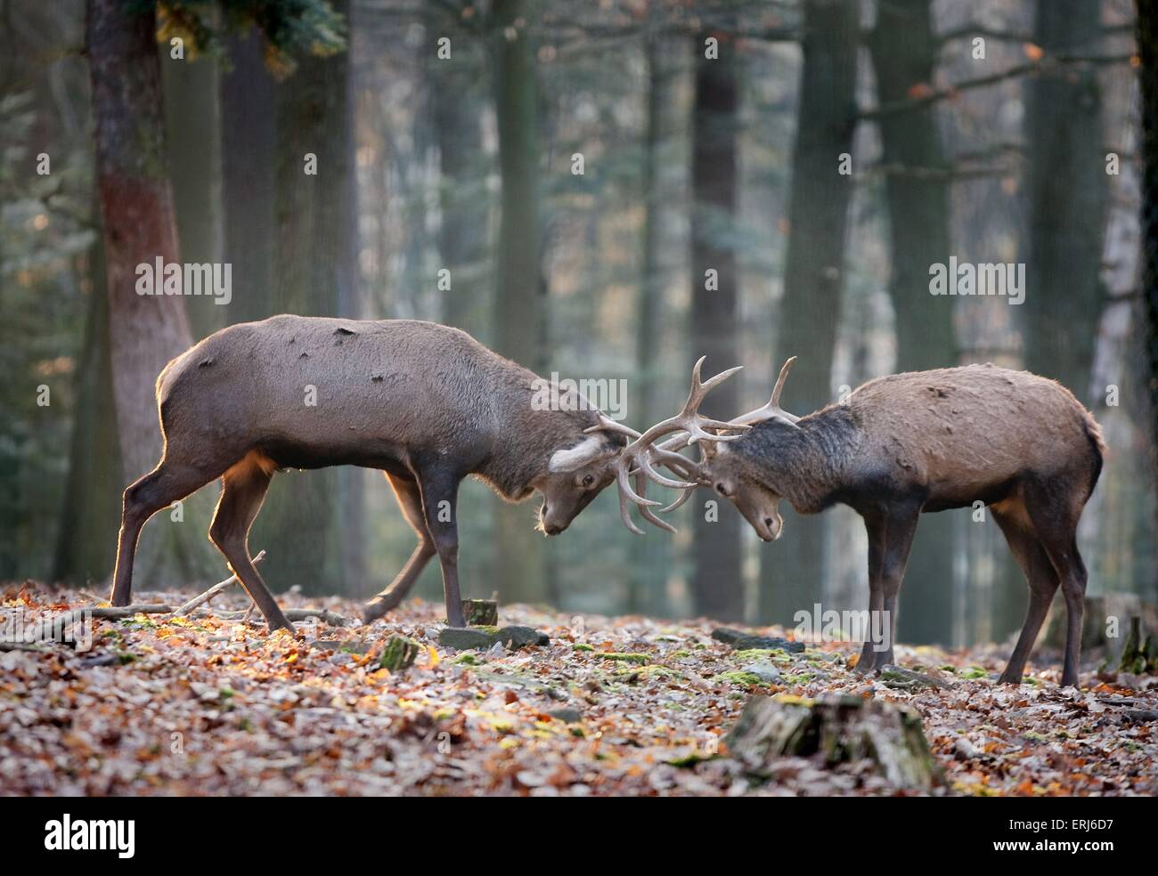 male red deers Stock Photo