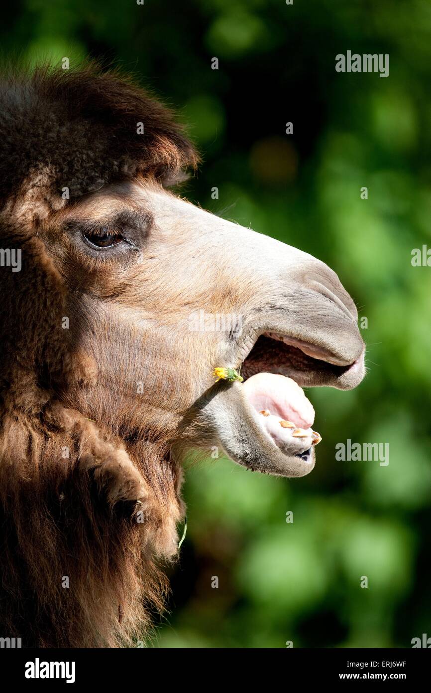 Camel behaviour hi-res stock photography and images - Alamy