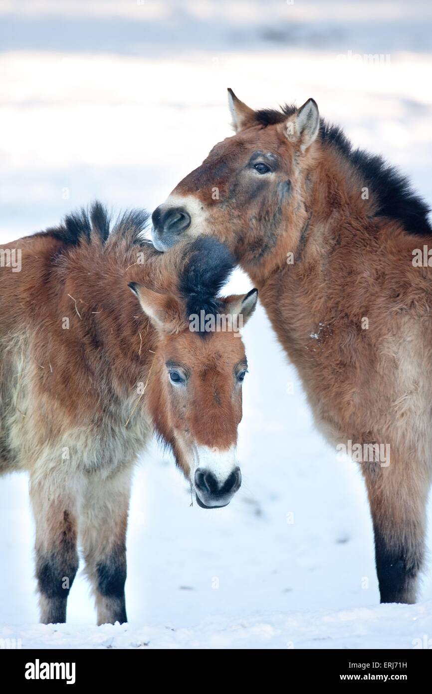 Asian mammals hi-res stock photography and images - Alamy