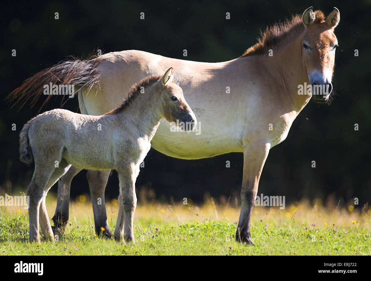 Asian wild horses Stock Photo Alamy