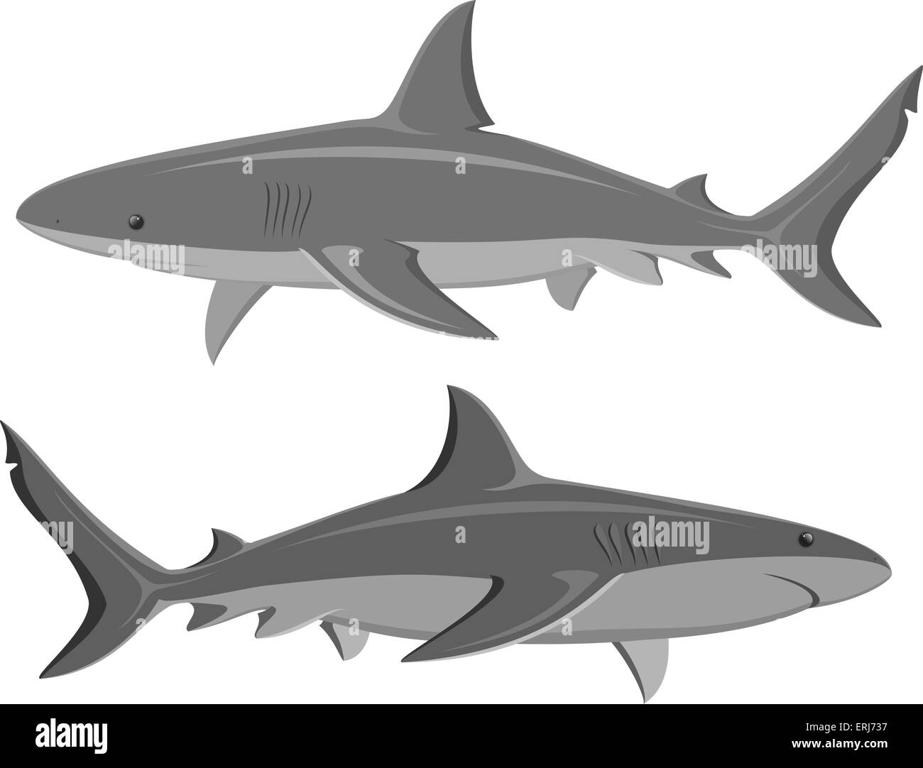Sharks. Set of two large sharks isolated on white. Vector Stock Vector