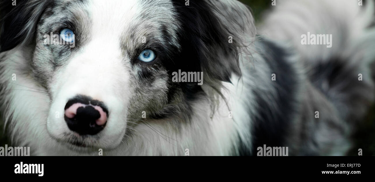 Close Up Face of Blue Merle Border Collie Dog Stock Photo