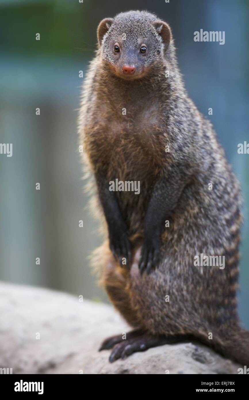 banded mongoose Stock Photo