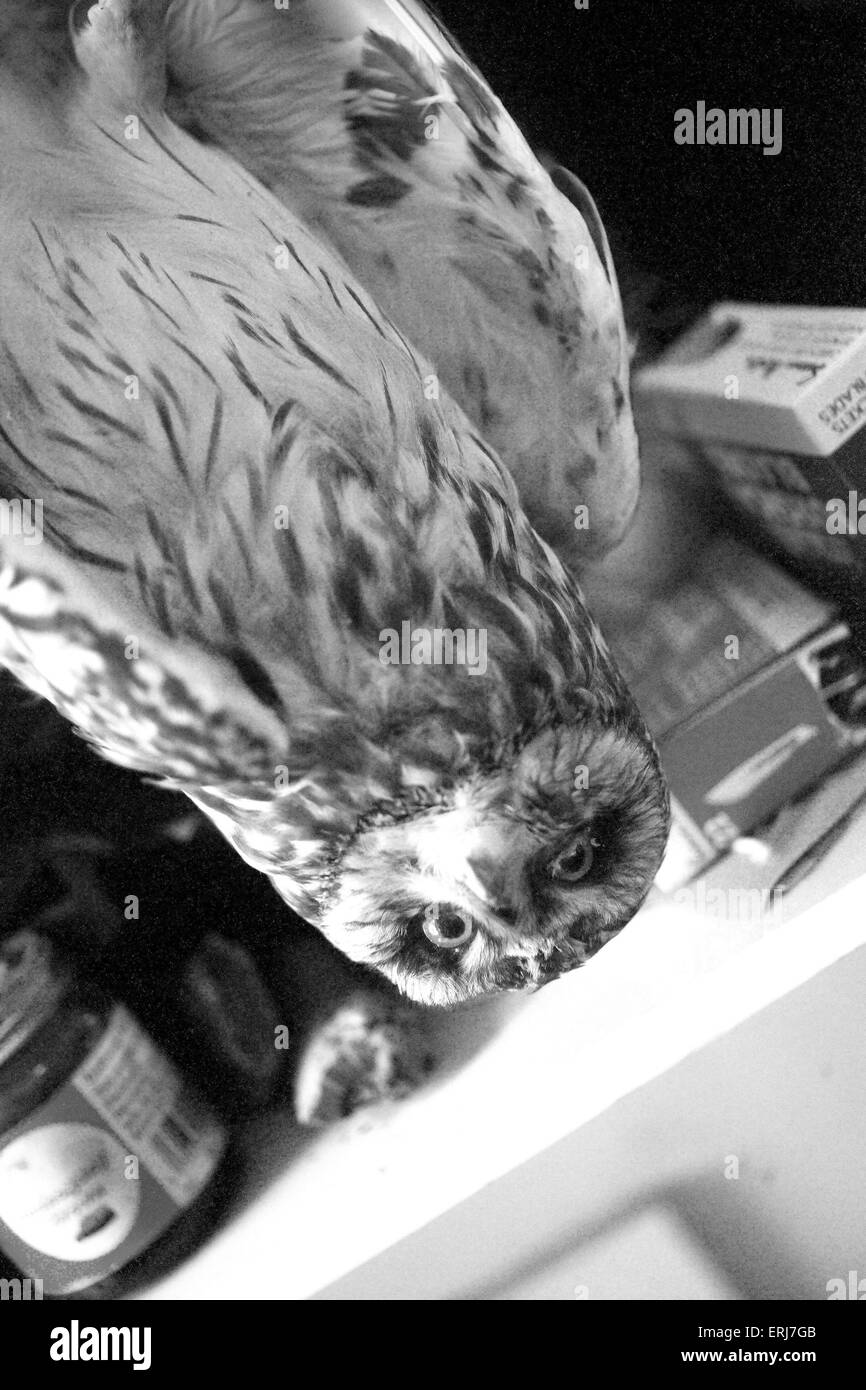 Stuffed Owl Stock Photo