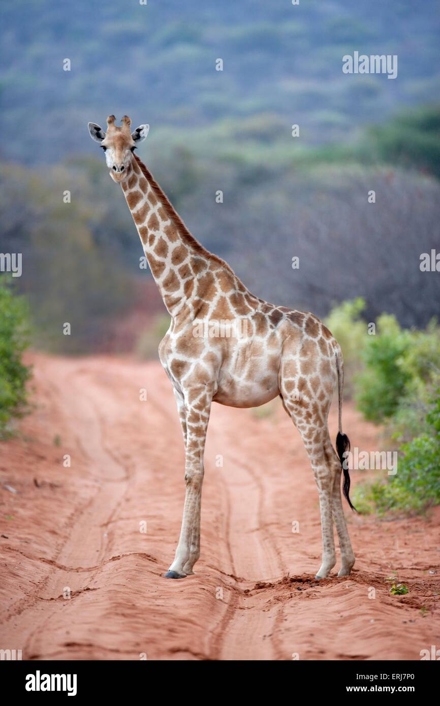 Giraffe standing side by side hires stock photography and images Alamy