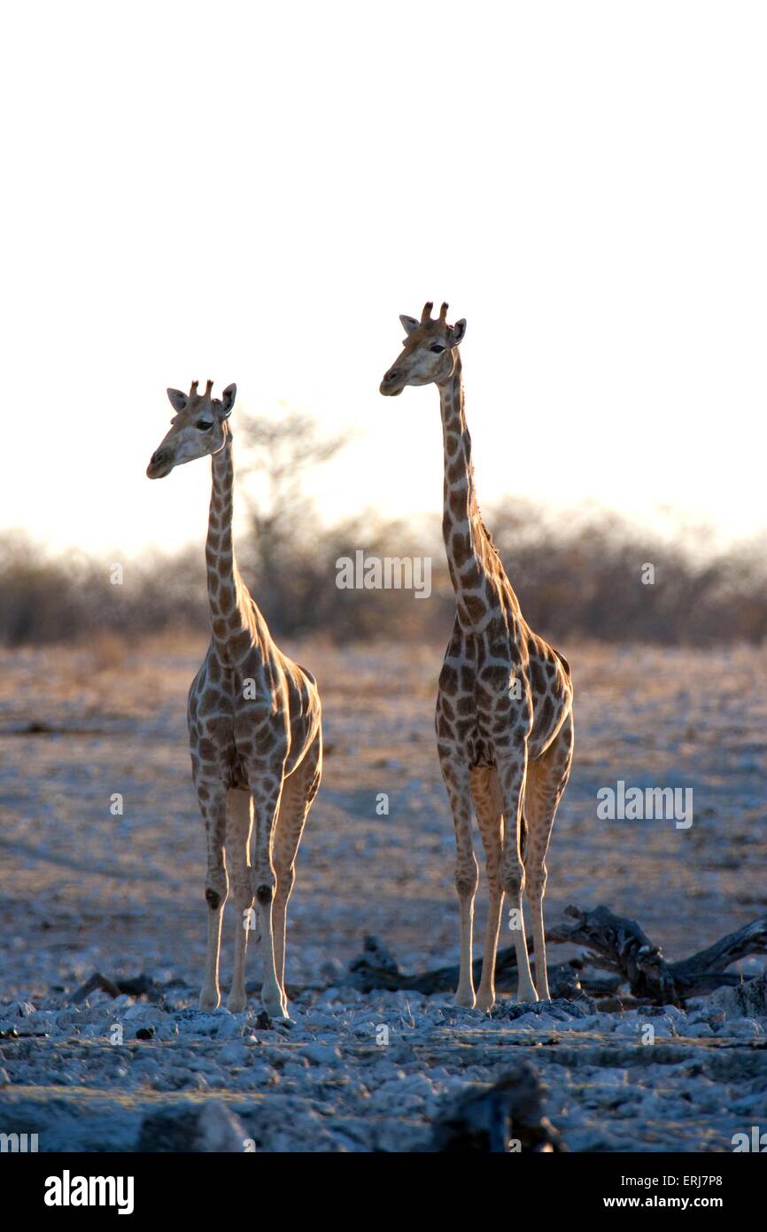 Giraffes high hi-res stock photography and images - Alamy