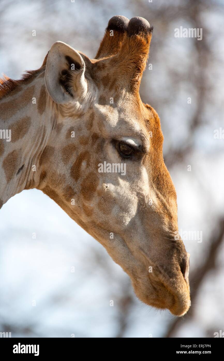 Giraffe portraits hi-res stock photography and images - Alamy