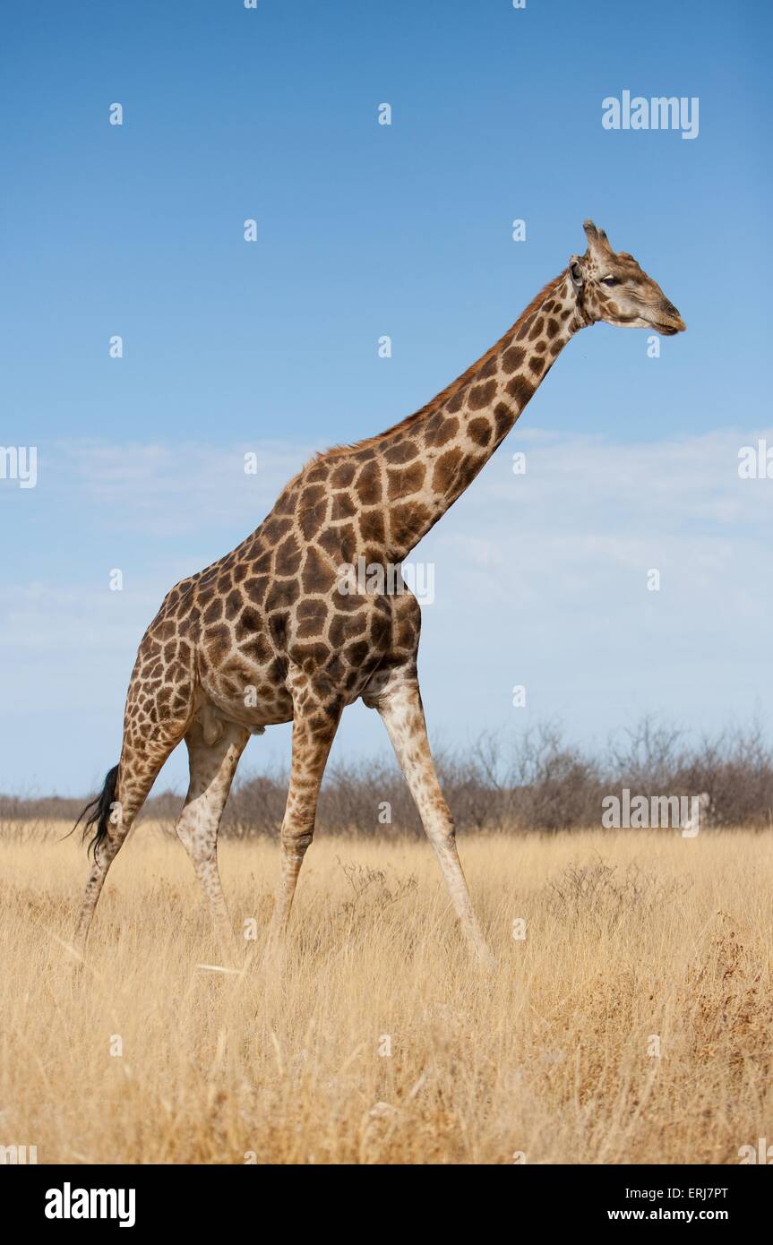 Giraffe motion hi-res stock photography and images - Alamy